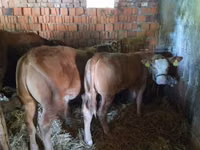 காளை, லிமூசின் மாடு — புகைப்படம் 4