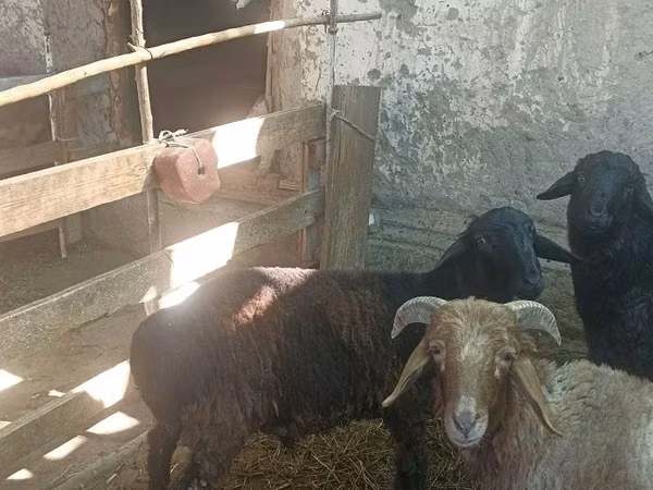 ஆண் ஆடு, Hissar sheep