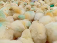 Chickens — photo 1