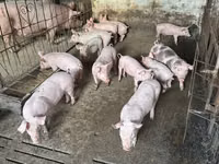 Eber, Schweine — Foto 3