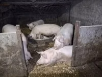 Sow, Pigs — photo 4