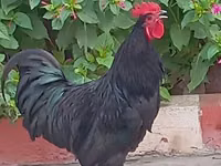 Chickens — foto 5