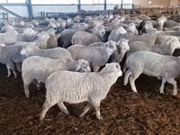 Qoʻy, Kuibyshev sheep — 1-rasm