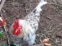 Chickens — zdjęcie 3