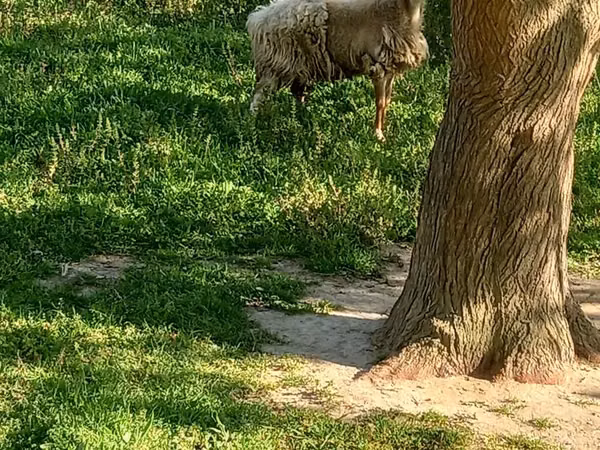 Ovce (šarže, pohlaví neuvedeno), Ovce