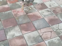 Chickens — foto 3