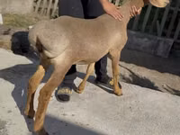 Қой, Karakul sheep — 2-сурет