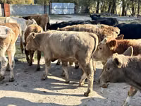 காளை, Swiss cattle — புகைப்படம் 5