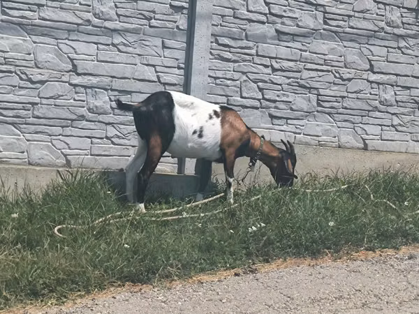 Echki, Echkilar