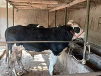 ثور, Russian Black pied cattle — الصورة 4