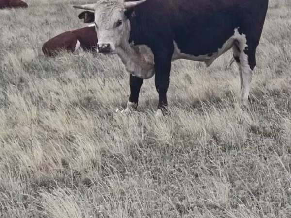 Taureau, Vache kazakhe à tête blanche