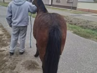 母马, Horses — 照片 1