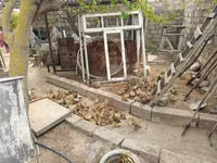 Ducks — Foto 6
