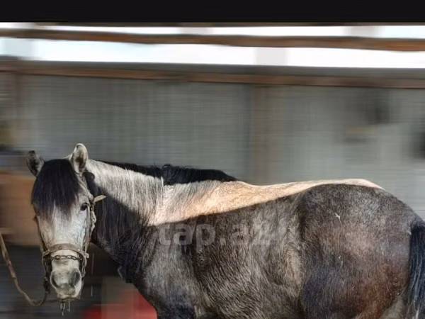 Cheval, Azerbaijan horse