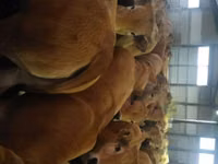 பசு, Aubrac cattle — புகைப்படம் 2