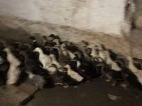 Ducks — photo 5