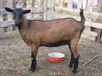 თხა, Alpine goat — ფოტო 2
