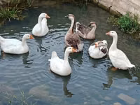 Geese — zdjęcie 1
