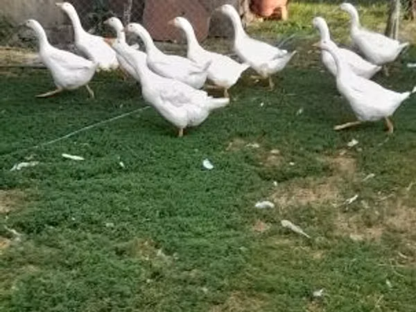 Geese