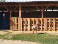 Bélier, Edilbay sheep — photo 5
