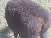 Carnero, Hissar sheep — foto 2