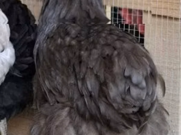 ორპინგტონი