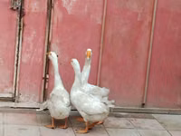 Geese — 照片 2
