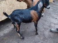 Kozioł, Nubian Goat — zdjęcie 2