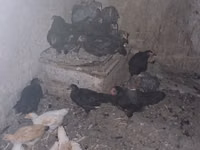 Chickens — ფოტო 4