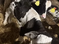 Bull, Russian Black pied cattle — photo 1