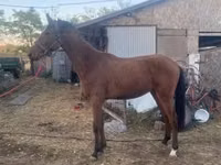Horse (M), Kisber felver — photo 5