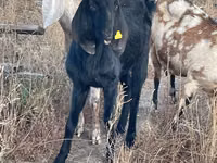 Ziege, Beetal goats — Foto 2