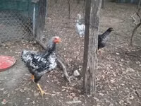 Chickens — الصورة 6
