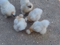 Chickens — zdjęcie 3