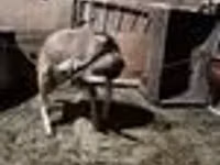 Kozel, Nubian Goat — foto 7