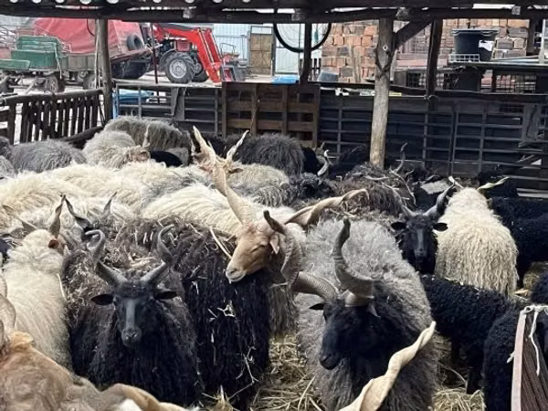 Moutons (lot, sexe non indiqué), Racka sheep