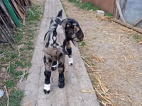 雄ヤギ, Kamori goats — 写真 4