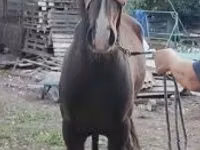 At, Lipizzaner — foto 3