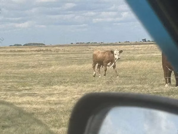ხარი, Simmental cattle