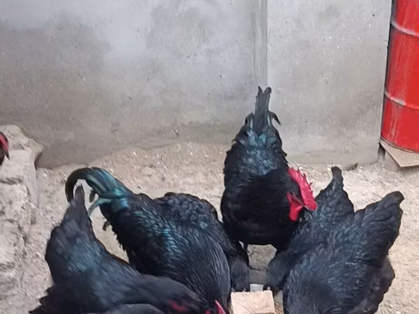 Australian Pit Game fowl