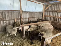 ვერძი, Merino sheep — ფოტო 2