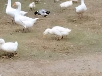 Geese — zdjęcie 1