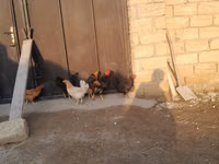 Chickens — zdjęcie 5
