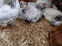 Chickens — புகைப்படம் 3