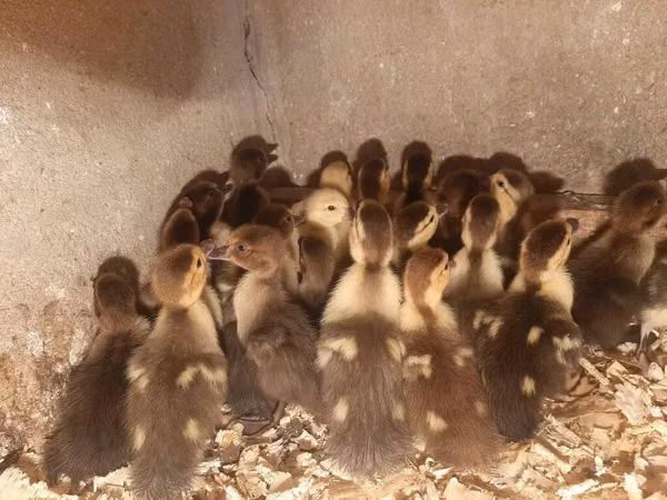 Ducks — அசர்பைஜான்