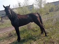 Cavalo, Altai horse — foto 2