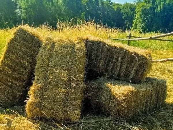 Խոտի տուկ յոնջա մաքուր