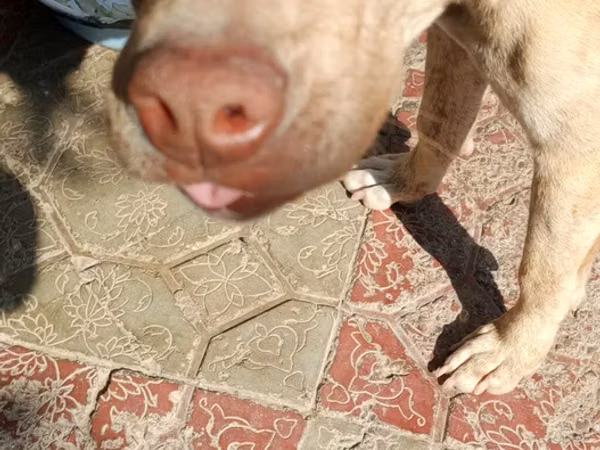 8 ayliq pitbull qiymet 100 razlasmq olar