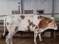 ძროხა, Simmental cattle — ფოტო 2