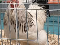 Brahma — Foto 2